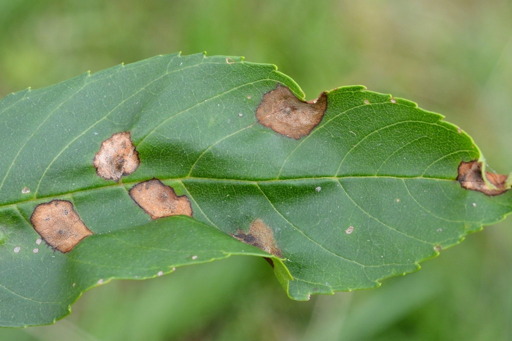 Dasineura fraxinea