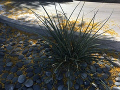 Hesperaloe parviflora