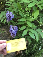 Wisteria frutescens