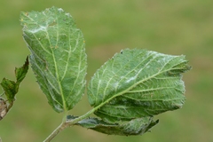 Epitrimerus gibbosus