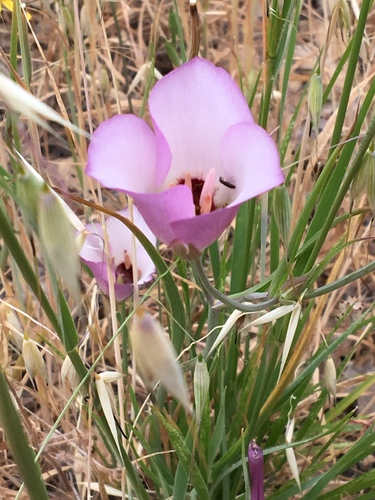 iNaturalist observation photo of Catalina mariposa lily