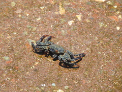 Grapsus grapsus