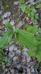 Cornus mas