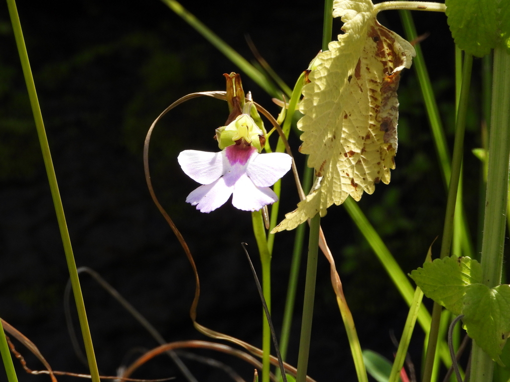 Cynorkis speciosa
