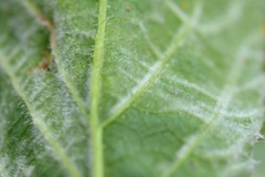 Epitrimerus gibbosus