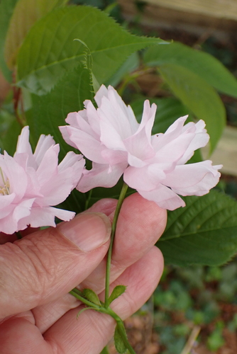 Image of Prunus serrulata by no rights reserved