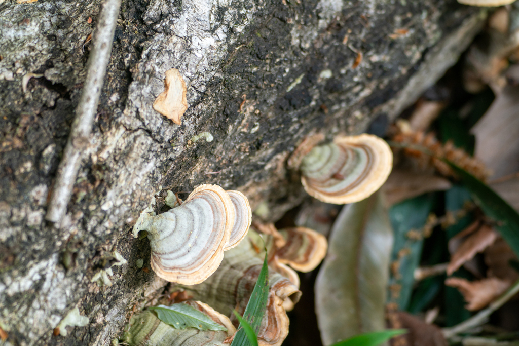 Microporus affinis · April 2024 · photo: © tbc_watanabe (iNaturalist, cc-by)