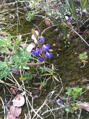 Lupinus bogotensis