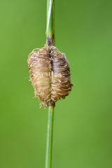 Mayetiola graminis