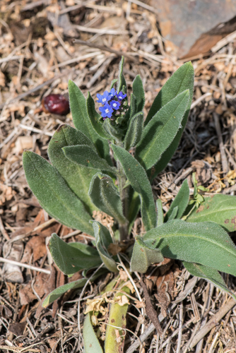 Vaistinis godas nuotrauka