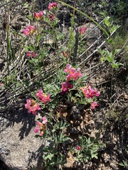 Acmispon grandiflorus grandiflorus