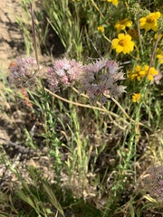 Allium haematochiton