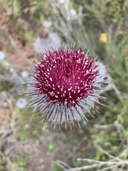 Cirsium occidentale occidentale