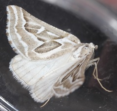 Plataea trilinearia