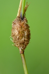 Mayetiola graminis