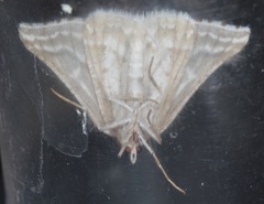 Plataea trilinearia