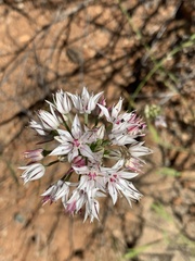 Allium haematochiton
