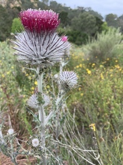 Cirsium occidentale occidentale