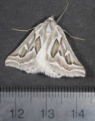 Plataea trilinearia