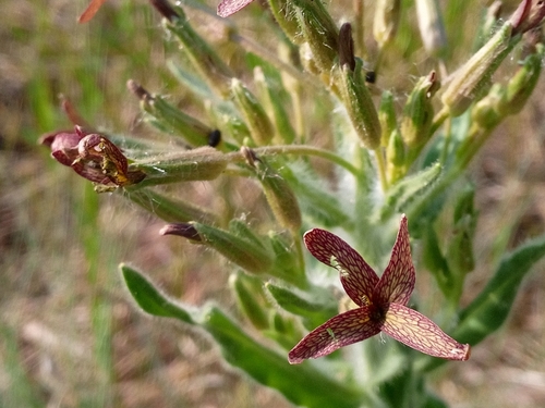 Image of Hesperis tristis by no rights reserved