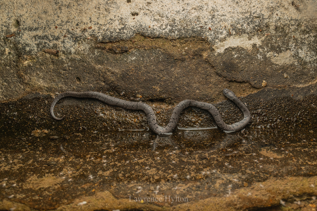 Pareidae