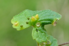 Rondaniola bursaria
