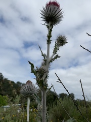 Cirsium occidentale occidentale
