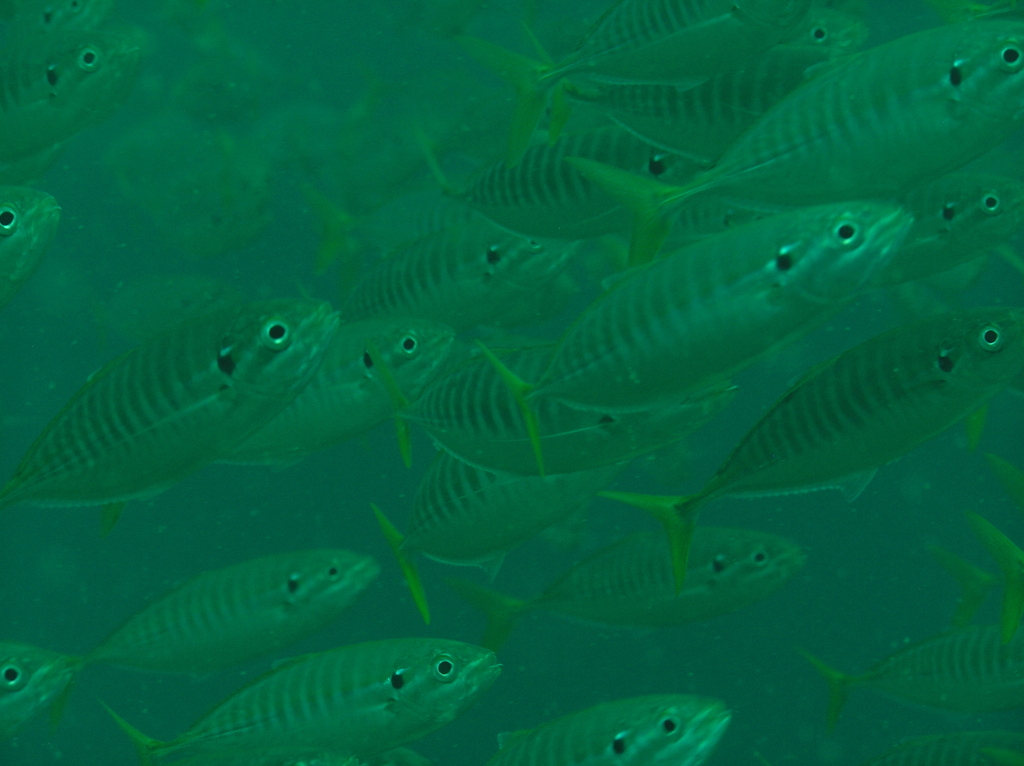 Yellowtail scad