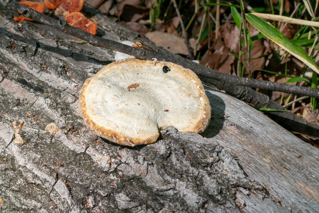 Trametes orientalis · April 2024 · photo: © tbc_watanabe (iNaturalist, cc-by)