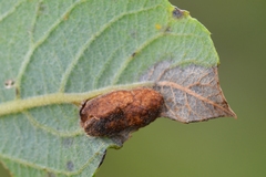 Euura bridgmanii