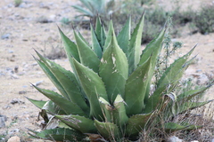 Agave gentryi