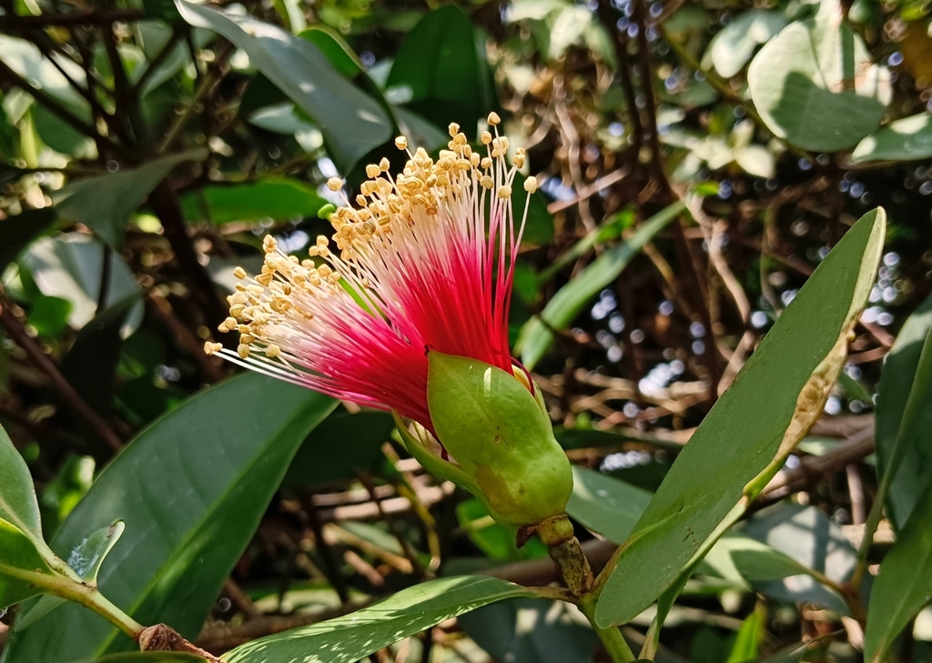 Bần chua – Sonneratia caseolaris