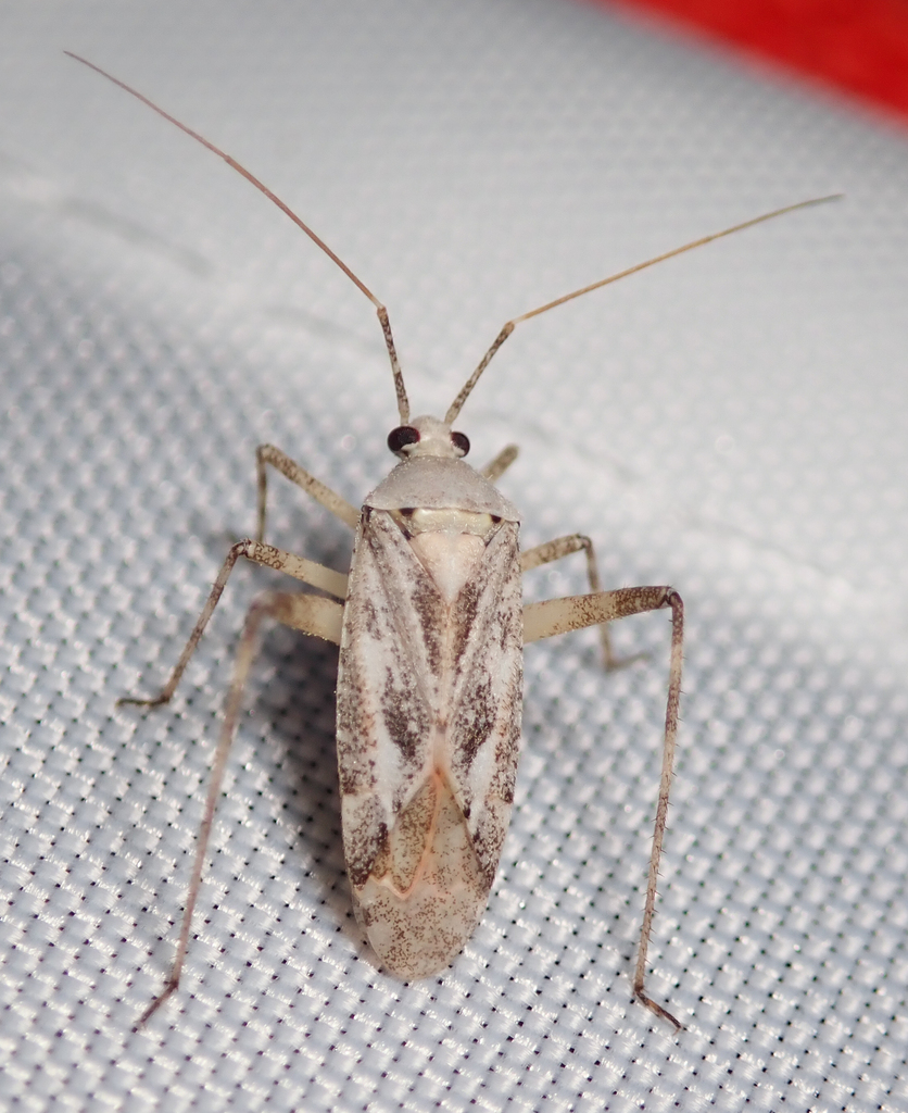 Phytocoris stitti