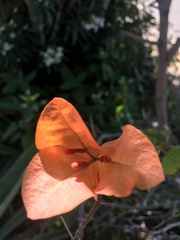 Bougainvillea
