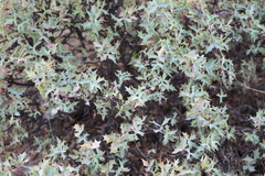 Berberis trifoliolata
