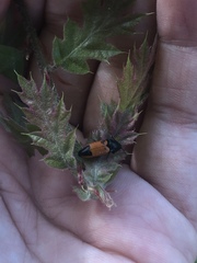 Ampedus occidentalis