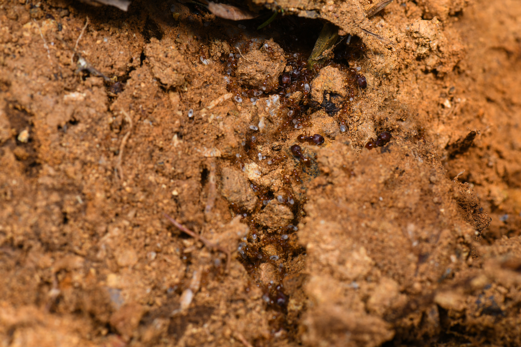 Pheidole sulcaticeps
