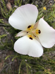 Calochortus dunnii