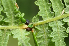 Dasineura pteridis