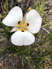 Calochortus dunnii