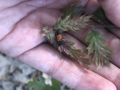 Ampedus occidentalis