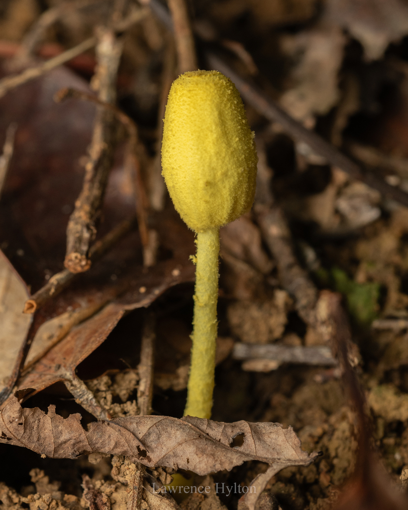 Leucocoprinus birnbaumii · April 2024 · photo: © lawrencehylton (iNaturalist, cc-by)