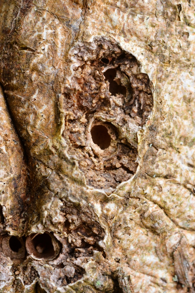 Bark-gall Causer