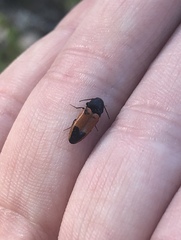 Ampedus occidentalis