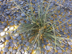 Hesperaloe parviflora