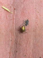 Alpaida variabilis