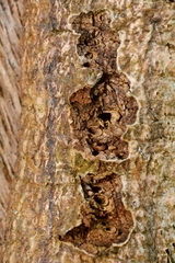 Andricus quercuscorticis