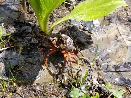 White River Crayfish, 8169 Stow Rd, Hudson, OH 44236, USA, photo 10 of 10