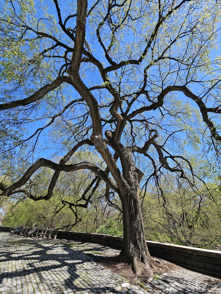 The Great Elm of Central Park West