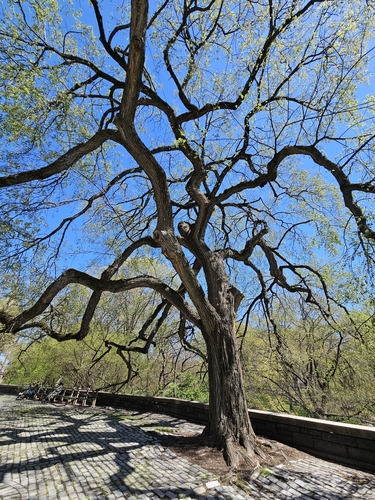 The Great Elm of Central Park West